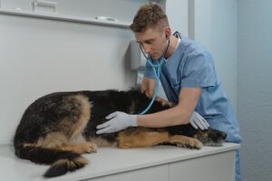 Veterinary Practice Transition in Oklahoma